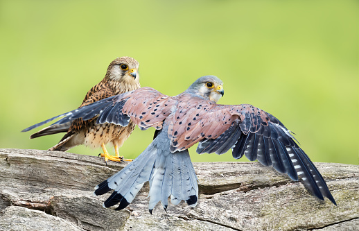 Close up of a female and male common kestrels perched on a post, UK.