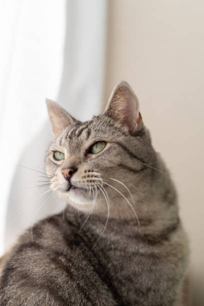 istock Gazing cat Sabatora cat 1487915189