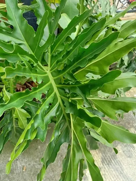 Close up view of horsehead philodendron plant