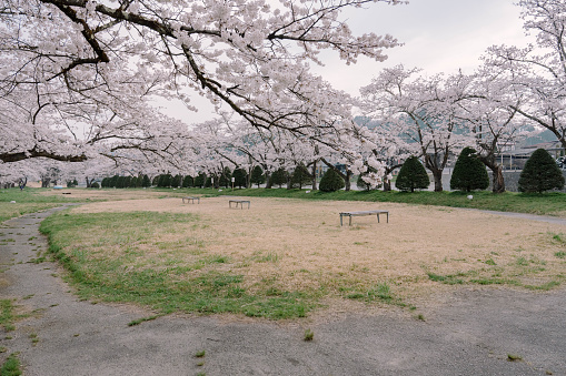 Sakura Cherry Blossoms blooming in Miyagawa Ryokuchi Park