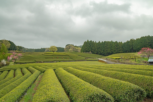 Tea plantation in Shizuoka, Japan