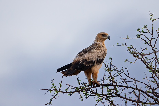 A majestic Tawny Eagle is captured perched on the top of a tree, its sharp eyes scanning the vast savannah of the Kenyan Tsavo East reserve. The blue sky with fluffy clouds in the background enhances the beauty of this stunning bird of prey