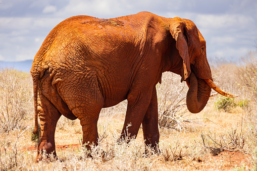 This awe-inspiring photo captures the African Elephant in its natural habitat, walking majestically across the vast and open savannah of the Kenyan Tsavo East reserve. Its strong and sturdy physique and wrinkled skin are showcased in detail, creating a striking contrast against the warm hues of the surrounding grass and trees. The elephant's calm and collected demeanor adds a sense of serenity to the scene, highlighting the grace and beauty of one of nature's gentle giants