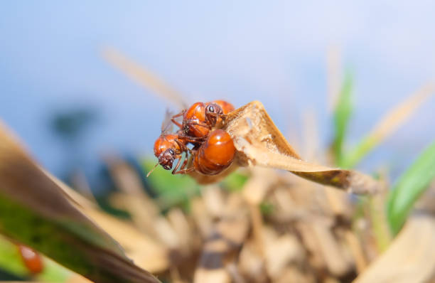 Ladybird on a runner bean plant