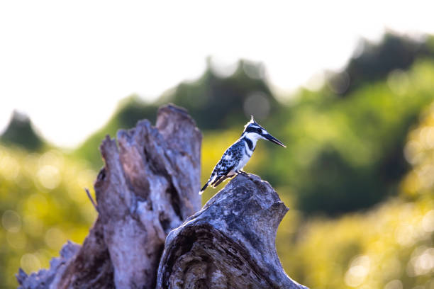 A beautiful black and white pied kingfisher bird sits on a weathered tree trunk, surveying the waters below, in Kenya