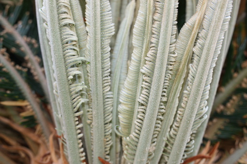 Japanese sago palm or king sago, sago palm, sago cycad (Cycas revoluta) spring foliation detail close-up, Egypt, Sharm El Sheikh