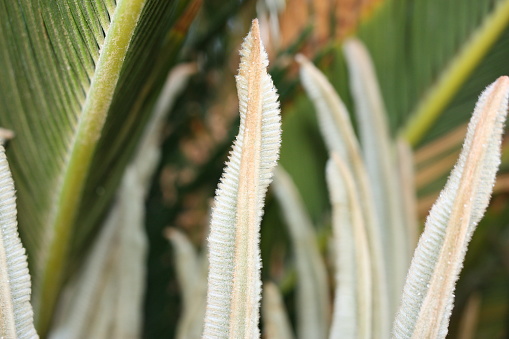 Japanese sago palm or king sago, sago palm, sago cycad (Cycas revoluta) spring foliation detail close-up, Egypt, Sharm El Sheikh