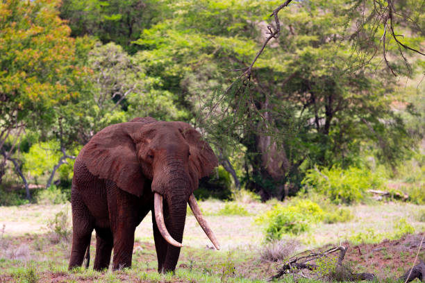 istock Majestic African Elephant on the Kenyan Savanna 1487917526