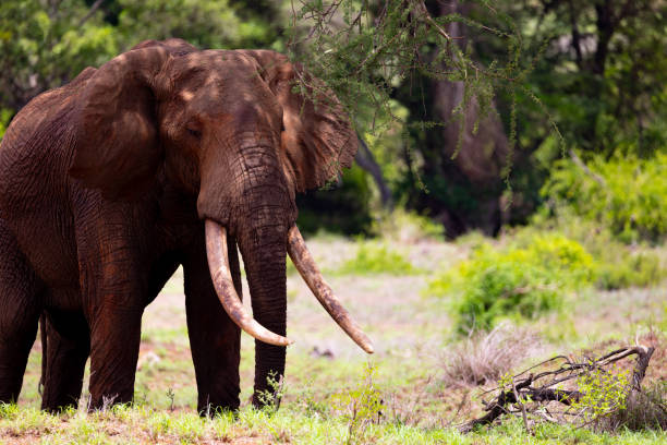 istock Majestic African Elephant on the Kenyan Savanna 1487917536