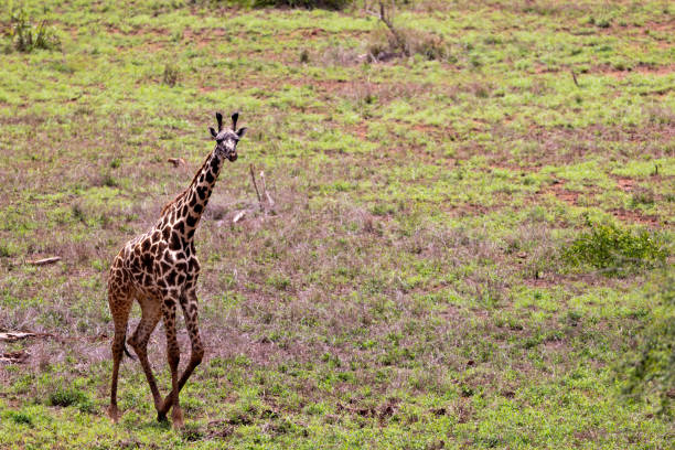 istock Grace in Motion: Giraffe Galloping Across the Kenyan Tsavo East Savannah 1487917549