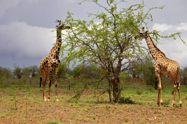 istock Graceful Giant: Giraffe Standing Tall on the Kenyan Tsavo East Savannah 1487917596