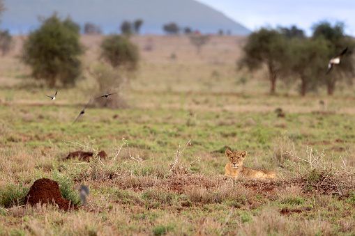 A powerful lioness rests on the vast and open savannah of the Kenyan Tsavo East reserve, her golden coat blending perfectly with the dry grasses surrounding her