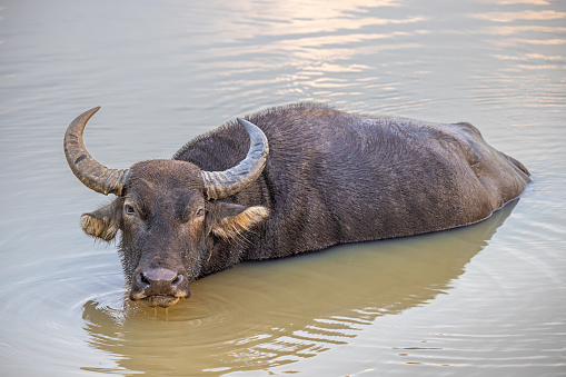 Wild water buffalo cooling down in a lake in the Wilpattu National Park in the North Western Province in Sri Lanka