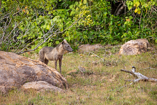 Alert jacal standing in a glade in the rainforest while observing its surroundings. This is a Sri Lankan Jackal also known as the Southern Indian jackal, Canis aureus naria. This one is seen in the Wilpattu National Park in the North Wester Province in Sri Lanka