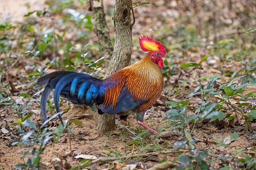 The Ceylon jungle fowl is an endemic species to Sri Lanka and is the country's national bird - and considered to be the father of all domestical chicken. This one is from the Wilpattu National Park in the North Central Province