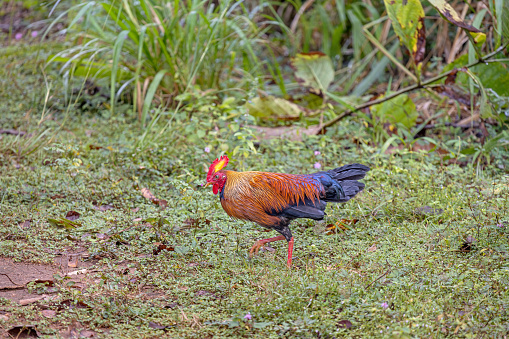 The Ceylon jungle fowl is an endemic species to Sri Lanka and is the country's national bird - and considered to be the father of all domestical chicken. This one is from Habarana in the North Central Province