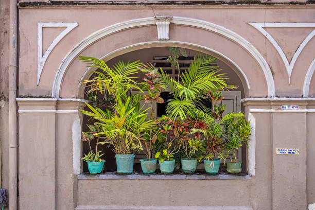 Window view outside in a white building which is decorated with flowers in a flowerpot. Thuja grow nearby. Plant concept, decor