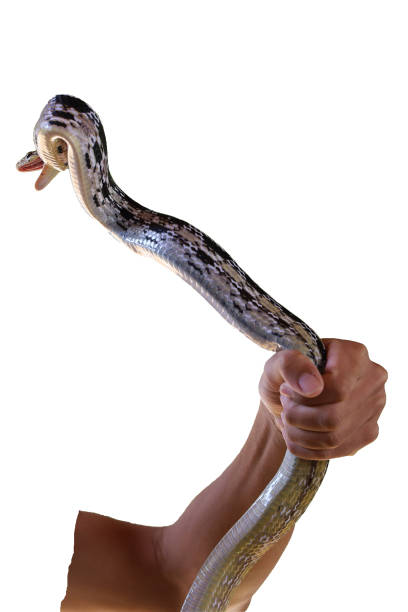Close up Rat snake on hand asia man on white background have path Close up Rat snake on hand asia man on white background have path elaphe obsoleta quadrivittata stock pictures, royalty-free photos & images