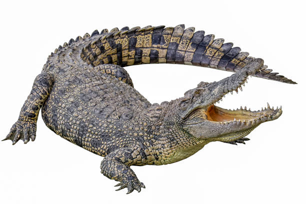 istock Close up crocodile is action show mouth on white background have path 1487918975