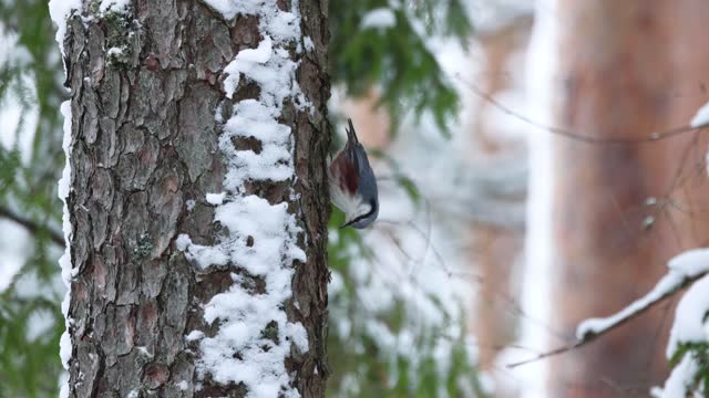 Eurasian nuthatch pecking upside down on a tree trunk in wintry boreal forest