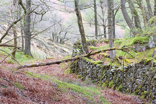 Trees and a moss-covered drystone wall in woodland in early Spring time in the English Lake District