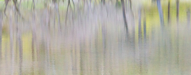 Green pond surface