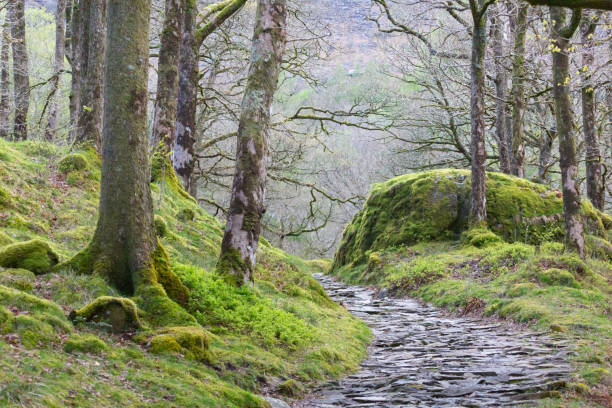 istock Trees in woodland in Spring time 1487920586