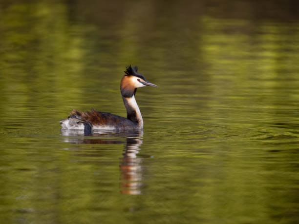 istock Great-crested grebe, Podiceps cristatus 1487920591