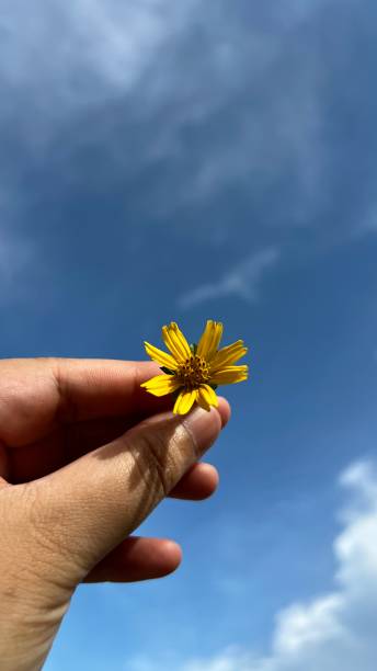 istock Wedelia - Yellow Creeping Daisy 1487921121