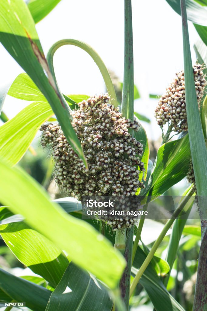 O sorgo (Sorghum bicolor (L.) Moench) é uma cultura originária África O sorgo (Sorghum bicolor (L.) Moench) é uma cultura originária África