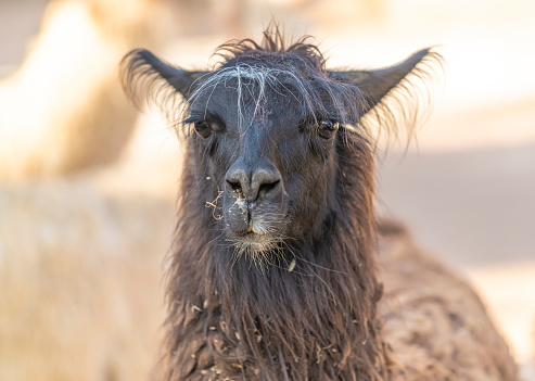 Portrtait of a llama