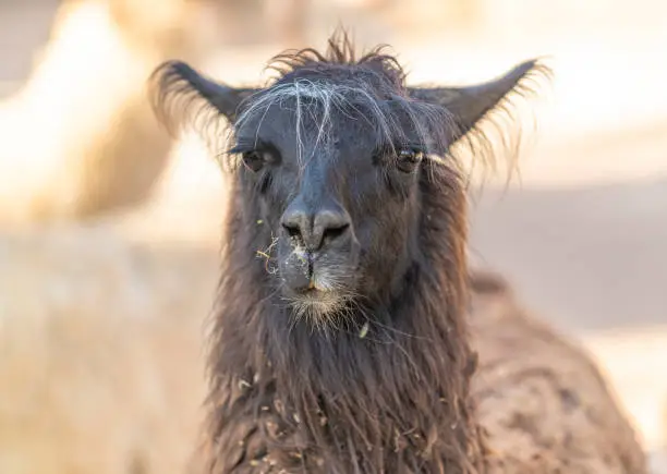 Photo of Portrtait of a llama