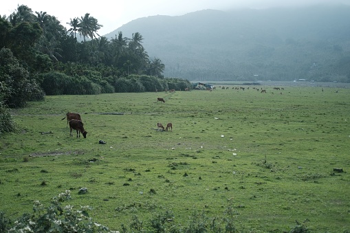A vibrant landscape of a herd of grazing cows in a large field surrounded by trees