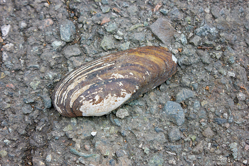 An old shell of Unio pictorum lies on a background of asphalt.