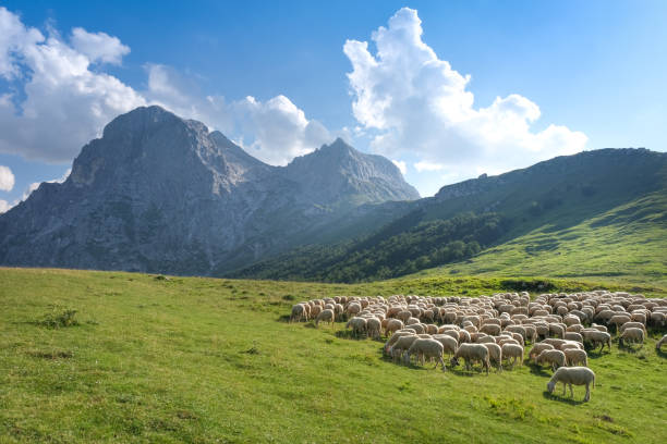 rebaño de ovejas en las praderas de las laderas del gran sasso italia - animal husbandry fotografías e imágenes de stock