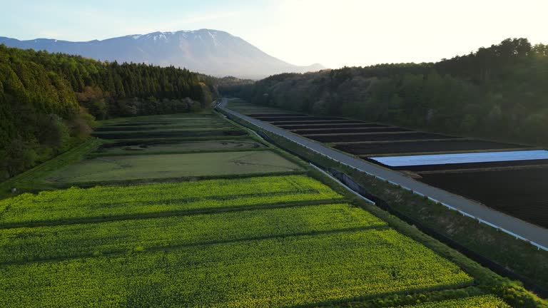 Aerial view of Canola flower fields at sunrise rotate to reveal Mt. Iwate 4k