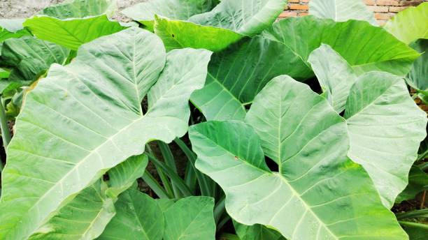istock colocasia gigantea 1487925481