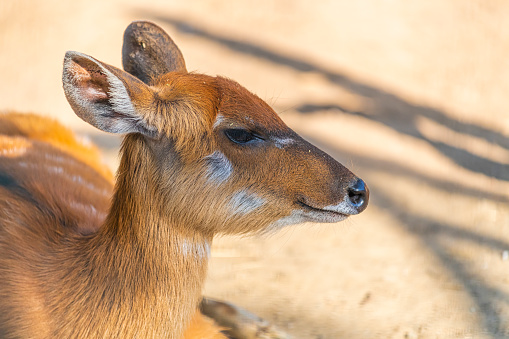 A young red deer calf looking