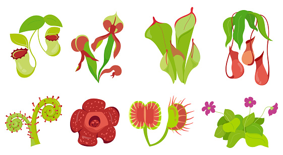 Collection of carnivorous plants with specialized leaves, smell that trap and digest insects for nutrition. Venus flytrap, Nepenthes, rafflesia, darlingtonia. Set of vector illustration flowers style on white background