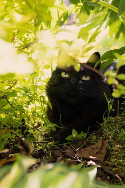 istock Black cat with green leaves around 1487927608