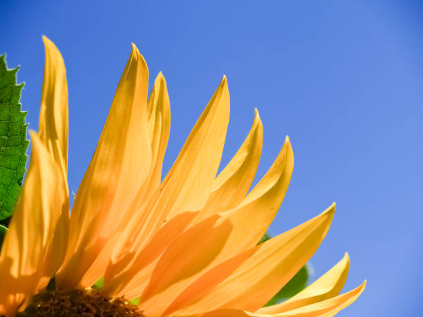 istock Sunflower bright yellow petals against blue sky 1487928391