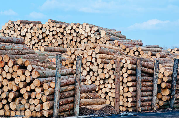 istock Lumber in Factory Yard 148792863