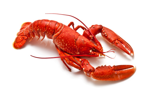 Cooked lobster isolated on a white studio background
