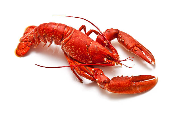 Red lobster isolated on white background Cooked lobster isolated on a white studio background lobster seafood photos stock pictures, royalty-free photos & images