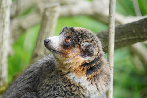 Mongoose lemur