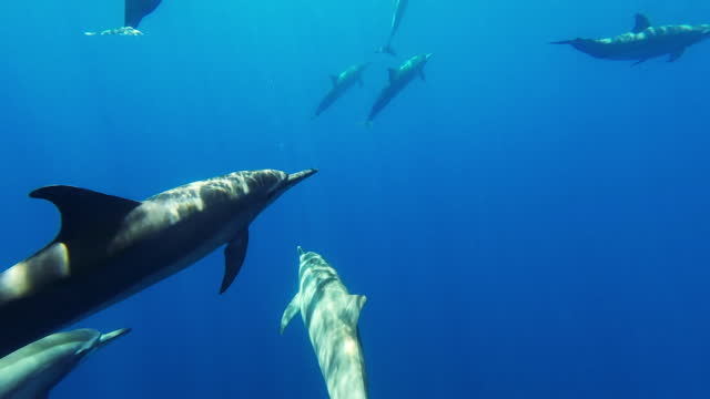 Underwater footage of spinner dolphins swimming in the ocean
