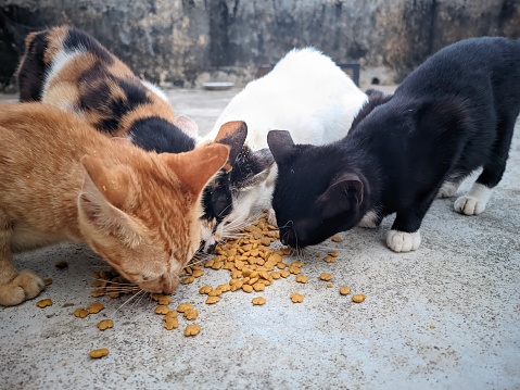 four pet cats eating dry cat food placed on the floor