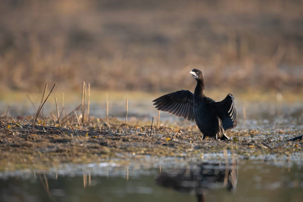 istock Little Cormorant, single bird in water, 1487931808