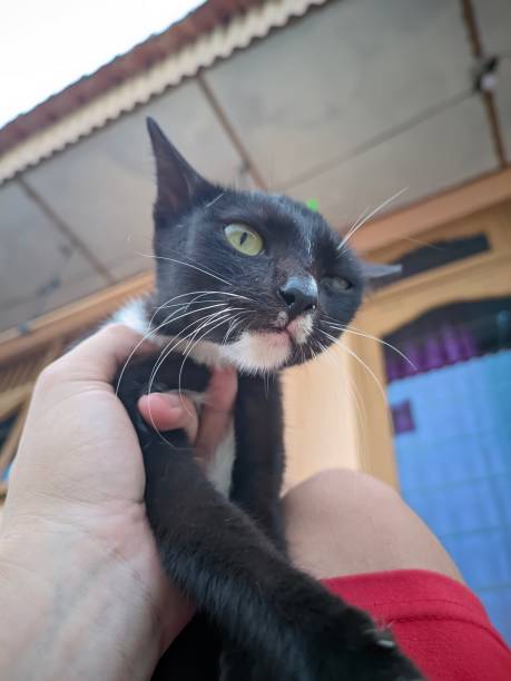 istock a cute black cat held by one hand 1487931841