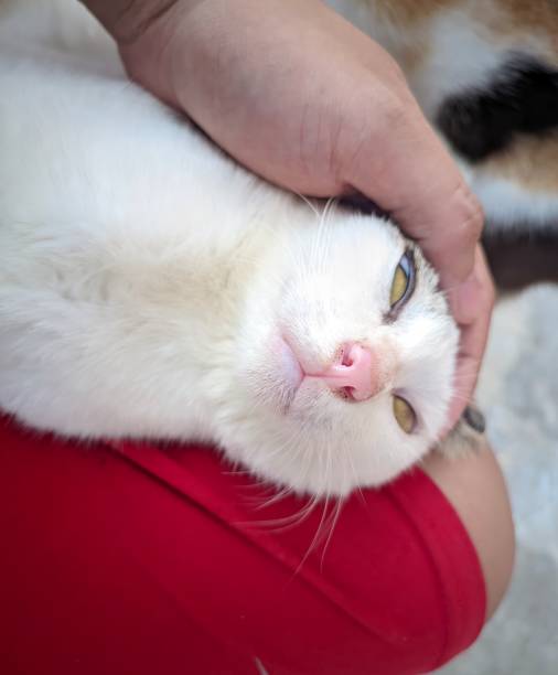 istock a white aegean cat is lying on its master's lap and making a funny face with scary eyes 1487932390